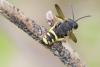 Cerceris bupresticida
